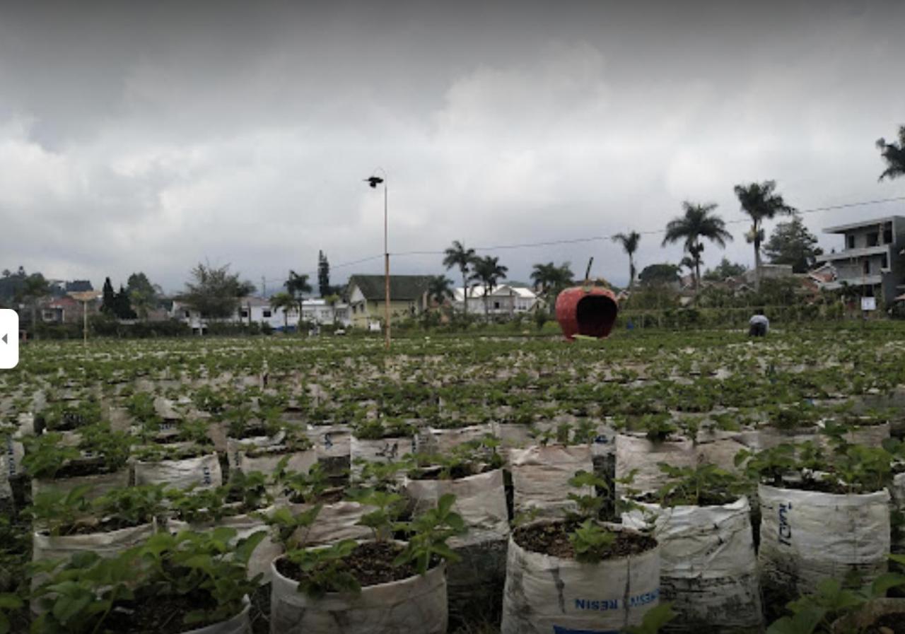 Villa Musti Green Apple Cipanas Sindanglaya Buitenkant foto